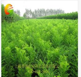 天狼網(wǎng) 一站式花卉園林采購平臺，連接淘寶與綠化工程