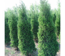 蜀檜龍柏苗 優質綠化苗木的選擇與種植指南